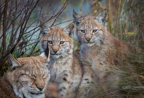 ����, ���, �����