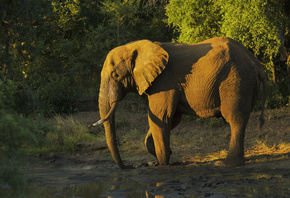 Африка, Африканские животные, фото-зарисовки натуралиста, слон