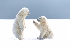 белые медведи, медведь, Зима, снег, фото, позитив
