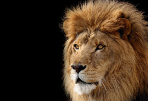 Lion, ������, ���