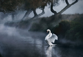 птицы мира, Лебедь, река, природа, туман, красиво