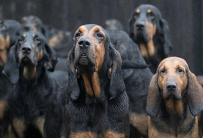 Bloodhound, , 