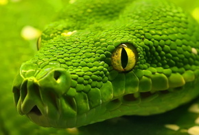 Змея, Зелёная