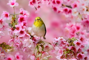 Птичка, Японская белоглазка, сакура, цветы, розовые, дерево, весна