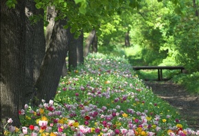 Весна, парк, цветы, красиво