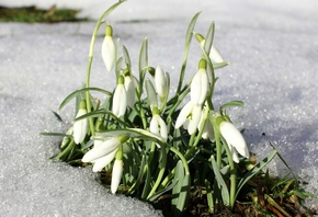 �����, �����, �����������, ����, ����� ����