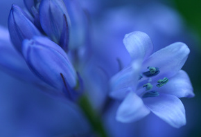 цветок, флора, макро, синий