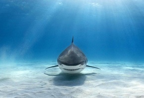 под водой, акула, океан