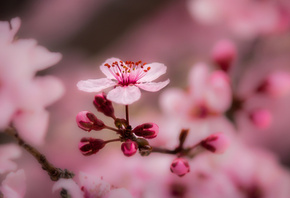 весна, макро фото тема, цветение, розовый фон, цветок, красиво