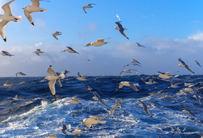 ����, �����, �������