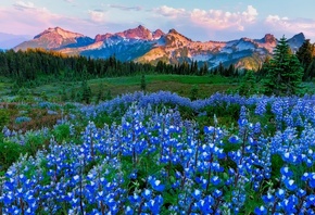 Национальный парк Маунт-Рейнир, Национальные парки США, Вашингтон, горы, поля, цветы