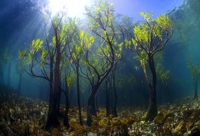 фото, под водой, дайвинг, подводный лес, красиво