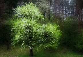 �������� ������, ���, �����