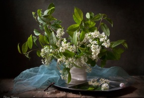 черемуха, белый цвет, цветение, весна, фото, Eleonora Grigorjeva