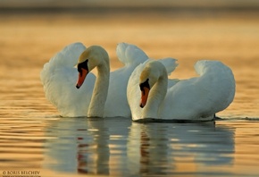 белые лебеди, пара, вода, отражение, свет, фото, Борис Белчев