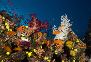 ������� ���, �������, ����