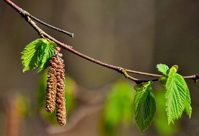 ������, ������