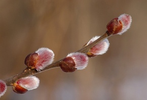 �����, �����