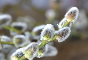 �����, �����