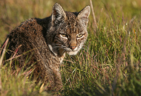 ����, ������, � �����, �����, �������