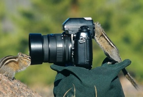 �����������, ����, �������, �������, ����