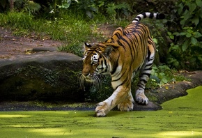 животные, тигр
