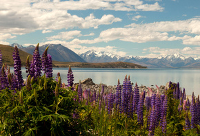  , , , , Lake Tekapo, , , ,  ...