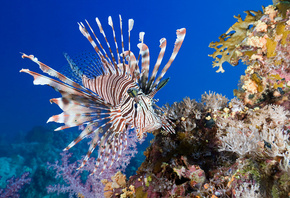 Lionfish, coral, fish, sea, underwater, Крылатки, коралл, рыбка, море, подв ...