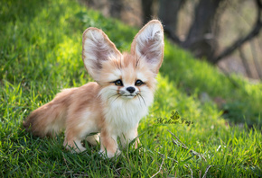 Fennec Fox, MalinaToys, , , 