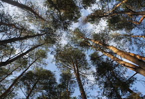 �������, ����, �����, ���