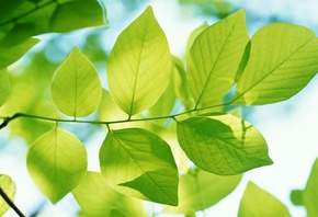 ������, �����, �����, �������