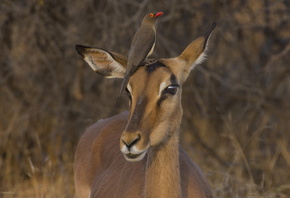 Impala, Red-billed Oxpecker, Kruger National Park, South Africa