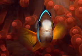 Clown Fish, Palau, , , ,  