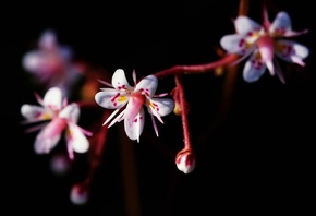 , , , saxifraga urbium,  , by  