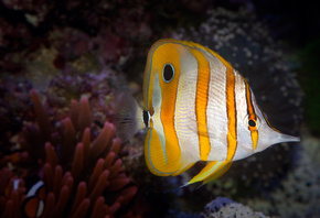 ,  ,  , , Copperband Butterflyfish