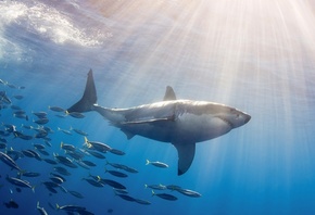 фото, под водой, акула, рыба, океан, красиво, белая акула