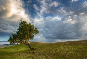 березка, поле, холмы, небо, облак, by Александр Сысуев