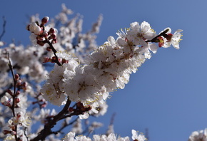 �������, �����