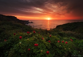 peonies, landscape, sunrise, Bulgaria, nature, environment, by  