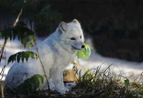 песец, молодой, арктический, лисица, Alaska