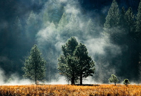туман, природа, лес, небо, кусты, красиво