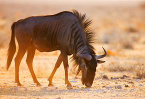 Wildebeest, dawn, eating