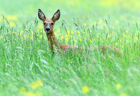 ����, �����, ����, �����