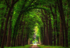 природа, лес, парк, деревья, дорожка, Нидерланды
