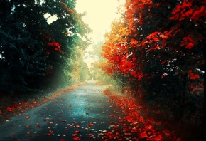 лес, дорога, осень, багрянные листья