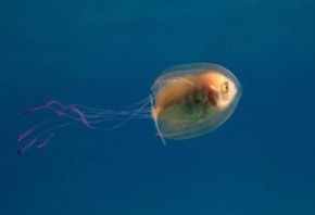 рыба, застрявшая в медузе, Байрон-Бей
