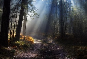 лес, лесная дорога, дымка, лучи солнца