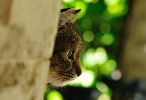 ����� ����, ���, ������