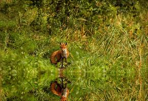 red, grass, fox