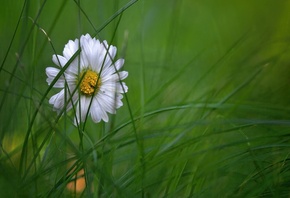 flower, daisy, white, green